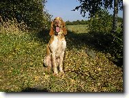 Bracco Italiano, Italian Pointing Dog