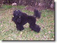 Toy Poodle