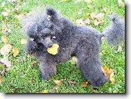Toy Poodle