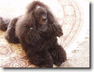Toy Poodle
