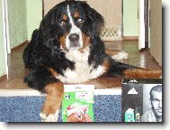 Berner Sennenhund