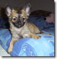 Chihuahua