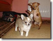 Chihuahua