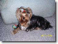 Jorkšírský terier, Yorkshire Terrier,