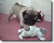 Pug