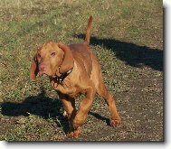 Rövidszörü Magyar Vizsla, Hungarian Short-haired Pointing Dog