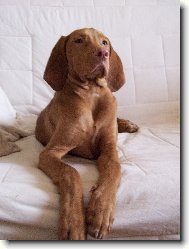 Rövidszörü Magyar Vizsla, Hungarian Short-haired Pointing Dog