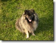 Deutscher spitz - Kleinspitz, German Spitz  Miniature Spitz