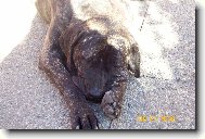 Fila Brasileiro