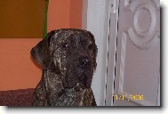 Fila Brasileiro
