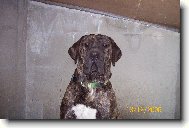 Fila Brasileiro