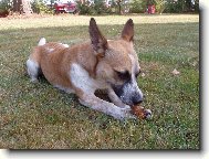 Jack Russell Terrier