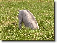 Zwergschnauzer, Miniature Schnauzer