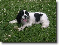 American Cocker Spaniel