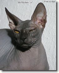 Donskoy sphynx \(Cat\)