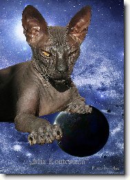 Donskoy sphynx \(Cat\)