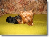 Jorkšírský terier, Yorkshire Terrier,