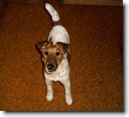 Fox Terrier Smooth