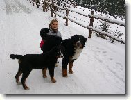 Berner Sennenhund