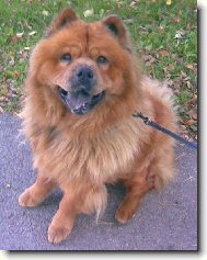 Chow Chow