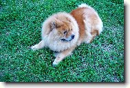 Chow Chow