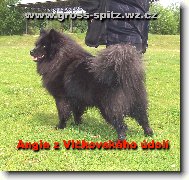 Deutscher spitz - Grossspitz, German Spitz  Giant Spitz