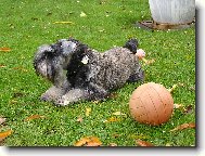 Zwergschnauzer, Miniature Schnauzer