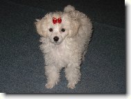 Toy Poodle