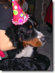 Berner Sennenhund