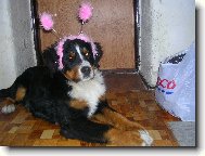 Berner Sennenhund