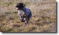 Czech Pointer, Bohemian wire-haired Pointing griffon