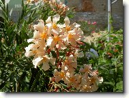 Nerium oleander