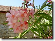 Nerium oleander