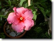 Hibiscus rosa-sinensis