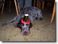 Czech Pointer, Bohemian wire-haired Pointing griffon