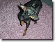 PRAGUE RATTER