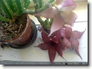 Stapelia