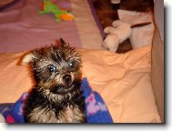 Jorkšírský terier, Yorkshire Terrier,