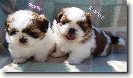 icu, Shih-Tzu