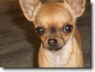 Chihuahua