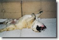 English Bulldog
