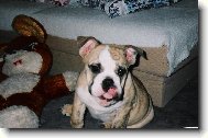 English Bulldog