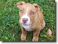 American Pit Bull Terrier