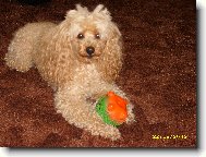 Toy Poodle