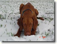 Rövidszörü Magyar Vizsla, Hungarian Short-haired Pointing Dog