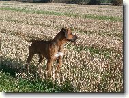 Rhodesian Ridgeback