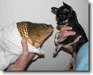 Chihuahua