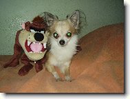 Chihuahua