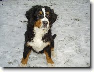 Berner Sennenhund