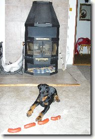 Dobermann, Doberman